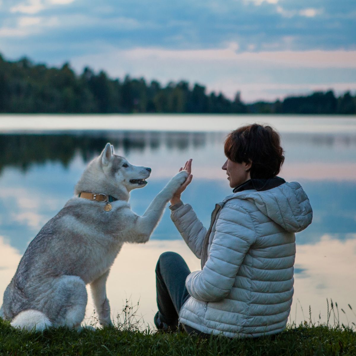 Hund mit Durchfall und Übelkeit Ernährung