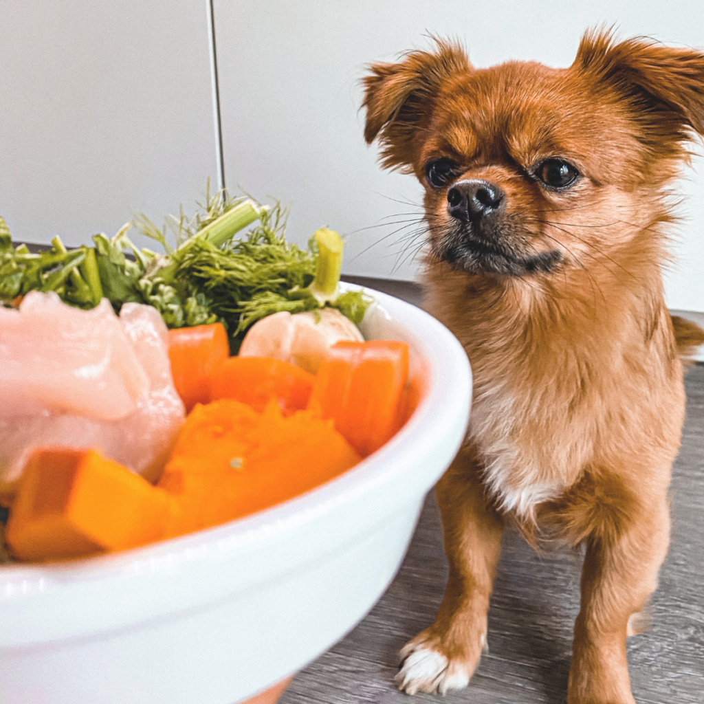Ernährungsberatung für Hunde individuell und bedarfsgerecht