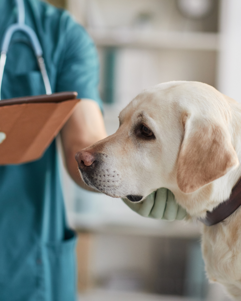 Hund Durchfall Tierarzt